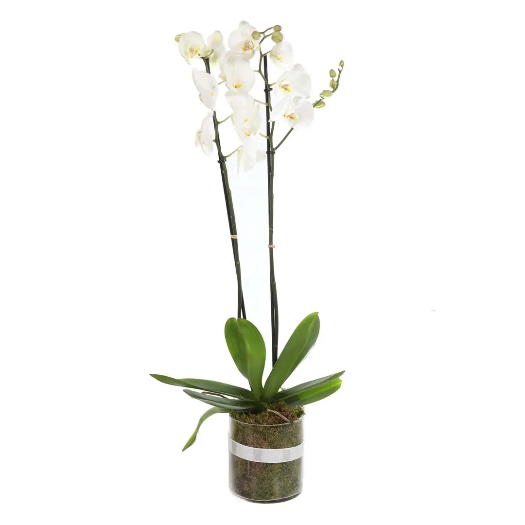 Orchid Plant – White