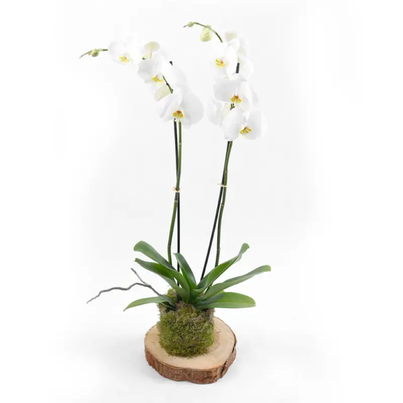 Wooden Orchid White